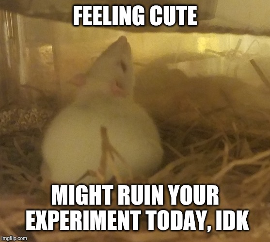 Feeling cute | FEELING CUTE; MIGHT RUIN YOUR EXPERIMENT TODAY, IDK | image tagged in funny,feeling cute,science,rats | made w/ Imgflip meme maker