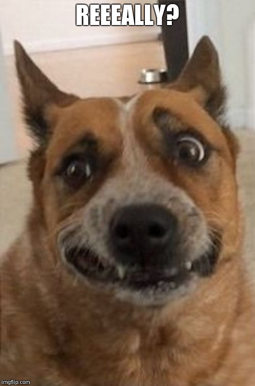 Dog Cringe | REEEALLY? | image tagged in dog cringe | made w/ Imgflip meme maker