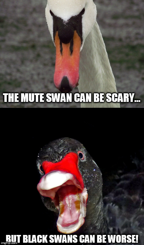 THE MUTE SWAN CAN BE SCARY... BUT BLACK SWANS CAN BE WORSE! | image tagged in which is more scary,swans are the worst,memes,swans,comparison,damn nature you scary | made w/ Imgflip meme maker