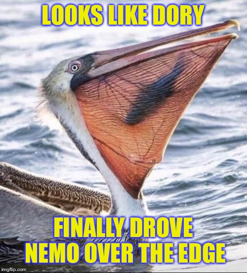 Bad luck Nemo | LOOKS LIKE DORY; FINALLY DROVE NEMO OVER THE EDGE | image tagged in bad luck nemo | made w/ Imgflip meme maker