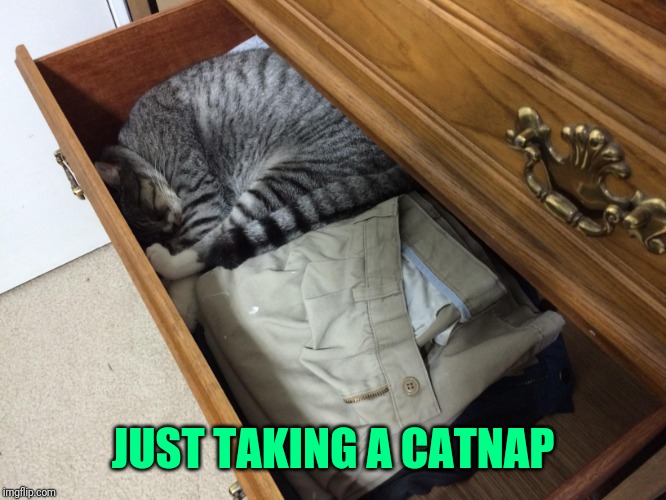 JUST TAKING A CATNAP | made w/ Imgflip meme maker