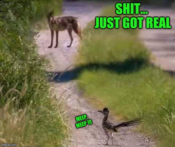 The Roadrunner and Wile E Coyote in real-life | SHIT... JUST GOT REAL; MEEP, MEEP !!! | image tagged in roadrunner,wile e coyote,real-life,pipe_picasso,shit just got real | made w/ Imgflip meme maker