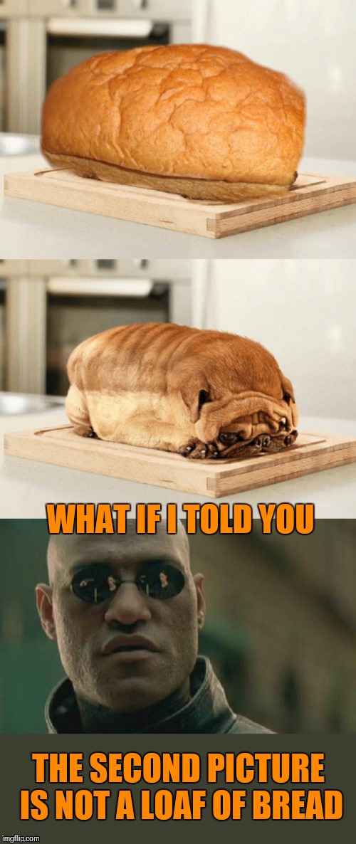 Loaves of bread | WHAT IF I TOLD YOU; THE SECOND PICTURE IS NOT A LOAF OF BREAD | image tagged in memes,matrix morpheus,dogs,funny,optical illusion,44colt | made w/ Imgflip meme maker