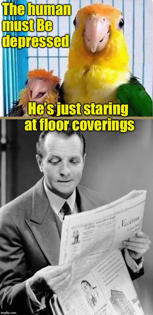 What pet birds think when they see you reading the newspaper | The human must Be depressed; He’s just staring at floor coverings | image tagged in newspaper guy,parent parrot | made w/ Imgflip meme maker