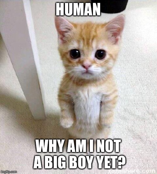 This Cat Wants to Be a Big Boy | HUMAN; WHY AM I NOT A BIG BOY YET? | image tagged in memes,cute cat | made w/ Imgflip meme maker
