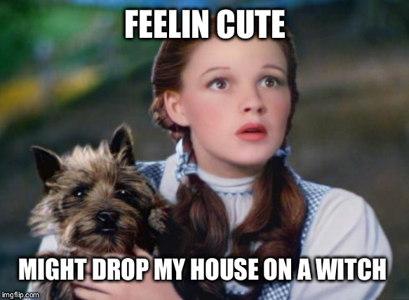 Toto Wizard of Oz | FEELIN CUTE; MIGHT DROP MY HOUSE ON A WITCH IDK | image tagged in toto wizard of oz | made w/ Imgflip meme maker