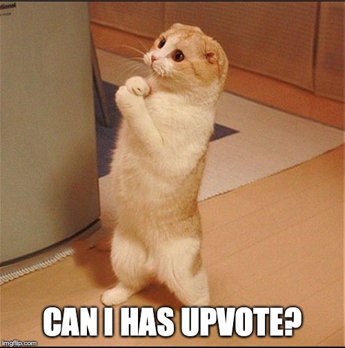 Can I Has Food | CAN I HAS UPVOTE? | image tagged in can i has food | made w/ Imgflip meme maker