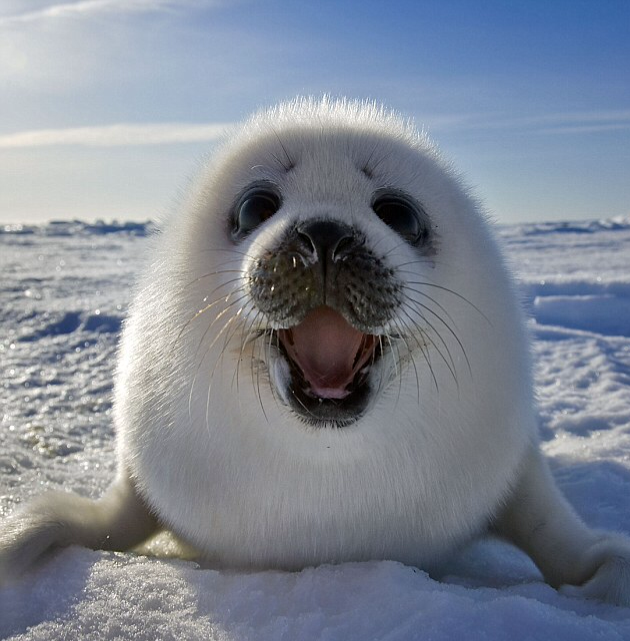 Seal Focus Blank Meme Template