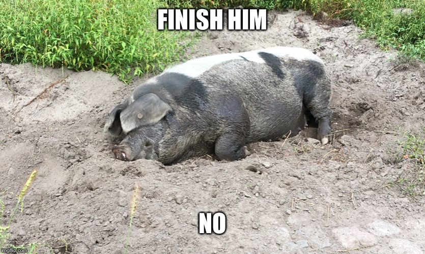 Hog isnt ready to Fight | FINISH HIM; NO | image tagged in memes,animals | made w/ Imgflip meme maker