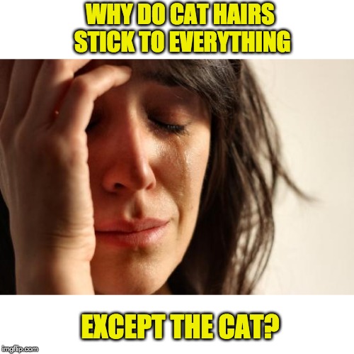 First World Problems Meme | WHY DO CAT HAIRS STICK TO EVERYTHING; EXCEPT THE CAT? | image tagged in memes,first world problems | made w/ Imgflip meme maker