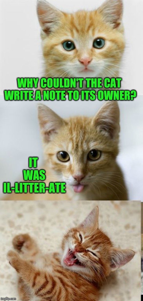 Cute Pun Cat; Pun Weekend (April 19-21, a Triumph_9 and Craziness_all_the_way event) | WHY COULDN'T THE CAT WRITE A NOTE TO ITS OWNER? IT WAS IL-LITTER-ATE | image tagged in bad pun cat,memes,cats,pun week,craziness_all_the_way,triumph_9 | made w/ Imgflip meme maker