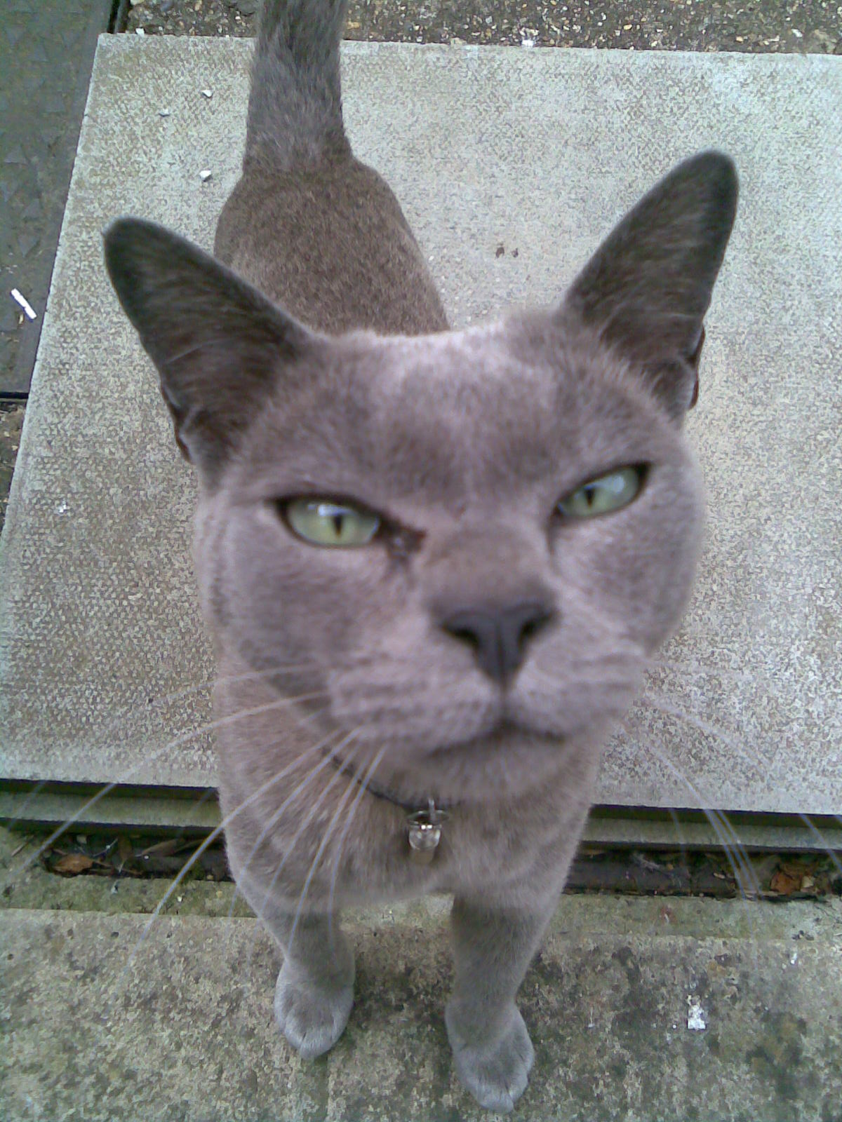 Grey Burmese Cat Blank Meme Template