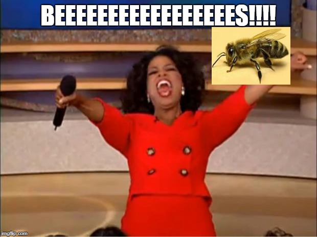 theres a bee! | BEEEEEEEEEEEEEEEEES!!!! | image tagged in memes,oprah you get a | made w/ Imgflip meme maker