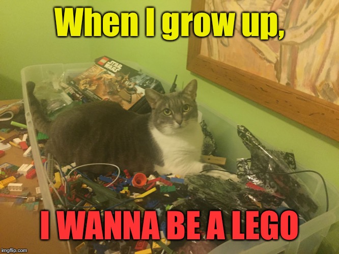 This is my cat, Amee. She wants to be a LEGO |  When I grow up, I WANNA BE A LEGO | image tagged in funny cats | made w/ Imgflip meme maker