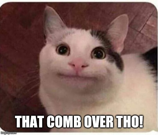Polite Cat | THAT COMB OVER THO! | image tagged in polite cat | made w/ Imgflip meme maker