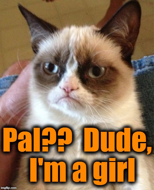 Grumpy Cat Meme | Pal??  Dude,  I'm a girl | image tagged in memes,grumpy cat | made w/ Imgflip meme maker