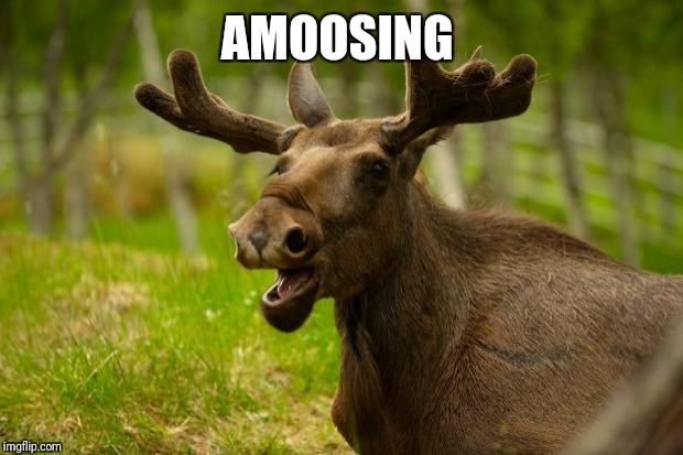Bad Pun Moose | AMOOSING | image tagged in bad pun moose | made w/ Imgflip meme maker