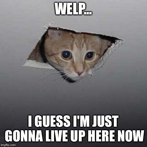 The Cat Is Now One With the Ceiling | WELP... I GUESS I'M JUST GONNA LIVE UP HERE NOW | image tagged in memes,ceiling cat | made w/ Imgflip meme maker