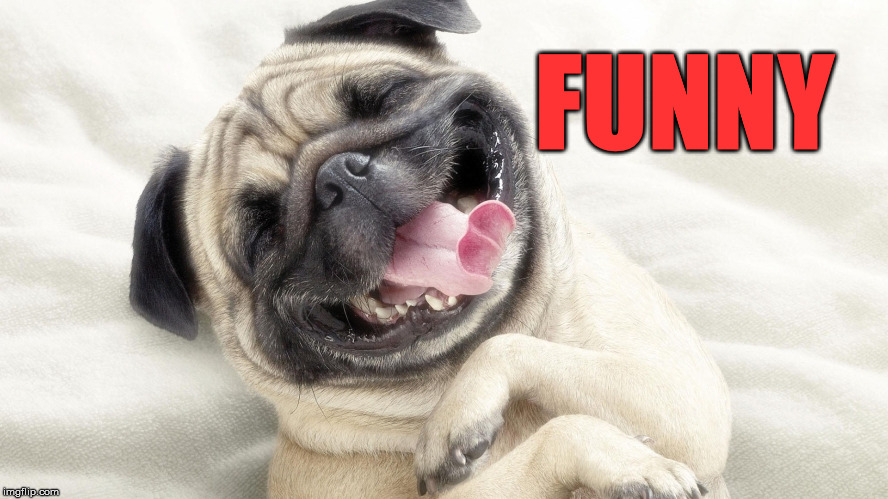 laughing dog | FUNNY | image tagged in laughing dog | made w/ Imgflip meme maker