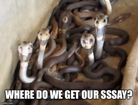 Cobra Pit | WHERE DO WE GET OUR SSSAY? | image tagged in cobra pit | made w/ Imgflip meme maker
