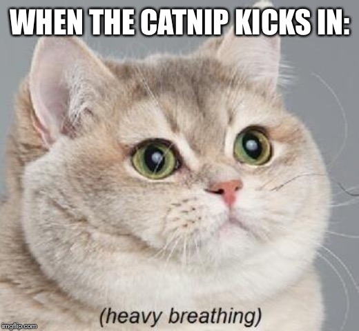 Catnip = Weed | WHEN THE CATNIP KICKS IN: | image tagged in memes,heavy breathing cat | made w/ Imgflip meme maker