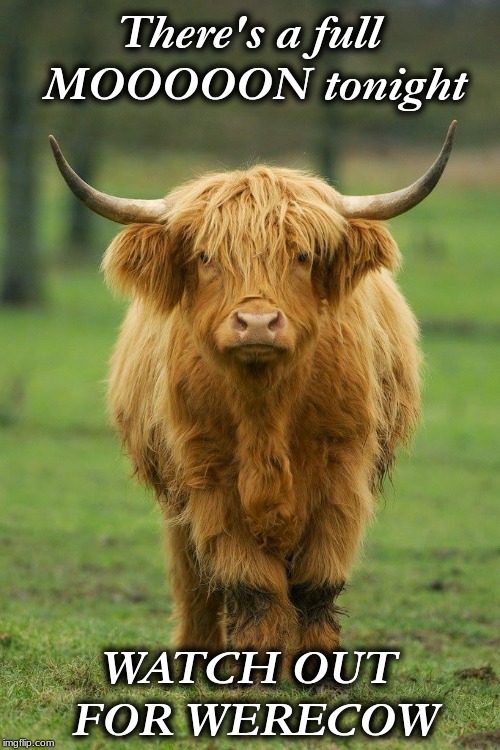 Highland Cow | There's a full MOOOOON tonight; WATCH OUT FOR WERECOW | image tagged in highland cow | made w/ Imgflip meme maker