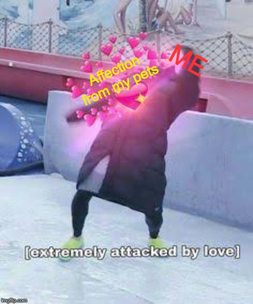UWU |  Affection from my pets; ME | image tagged in pets,animals,wholesome | made w/ Imgflip meme maker