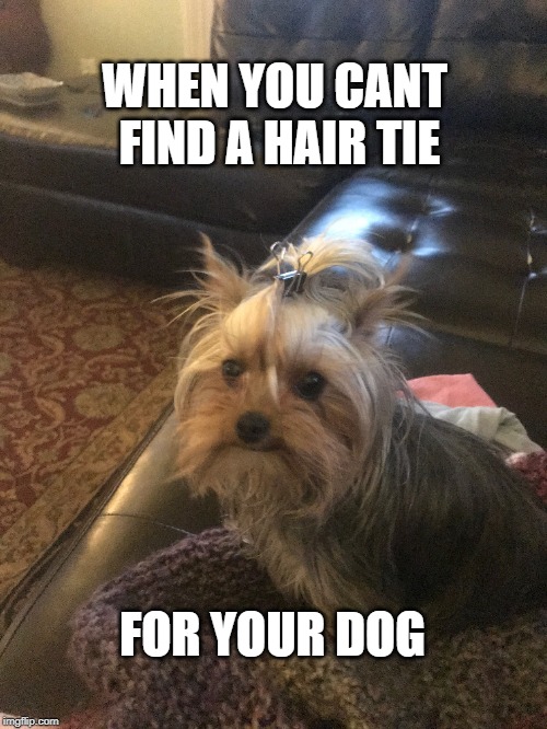 Layla Meme | WHEN YOU CANT FIND A HAIR TIE; FOR YOUR DOG | image tagged in cute,dogs | made w/ Imgflip meme maker