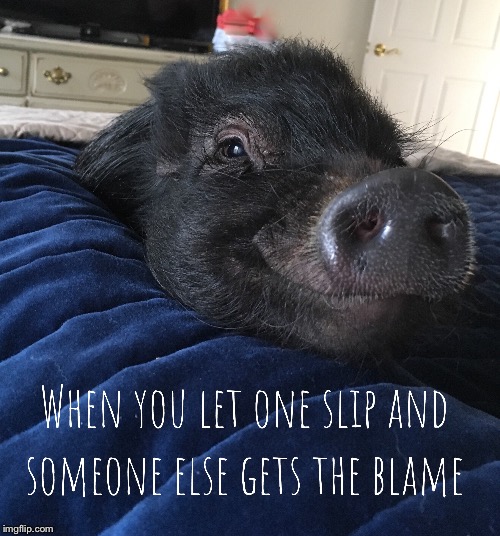 image tagged in passing gas,pigs,miss rosie,funny,oops | made w/ Imgflip meme maker