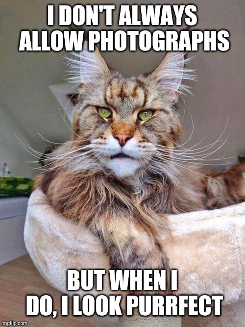 Most Interesting Cat in the World | I DON'T ALWAYS ALLOW PHOTOGRAPHS; BUT WHEN I DO, I LOOK PURRFECT | image tagged in most interesting cat in the world | made w/ Imgflip meme maker