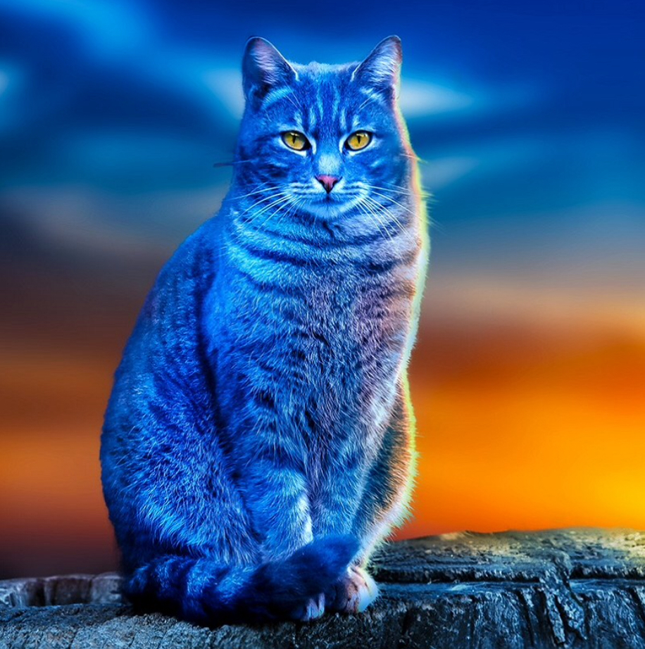 Blue cat Blank Meme Template