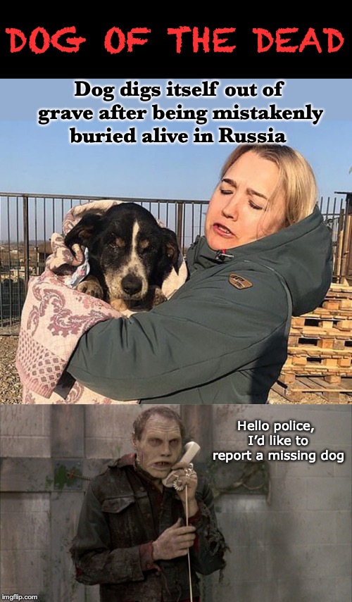 A New Leash On Life | DOG OF THE DEAD; Dog digs itself out of grave after being mistakenly buried alive in Russia; Hello police, I’d like to report a missing dog | image tagged in dog,zombies,buried,russia,true story | made w/ Imgflip meme maker