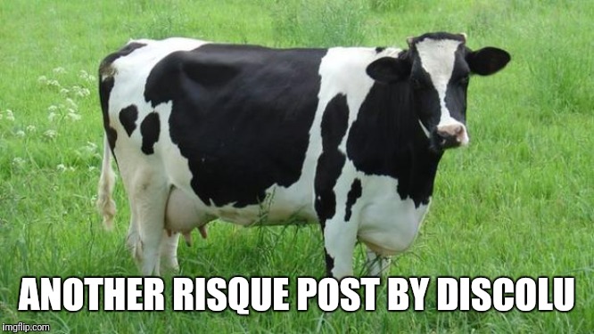 cow | ANOTHER RISQUE POST BY DISCOLU | image tagged in cow | made w/ Imgflip meme maker
