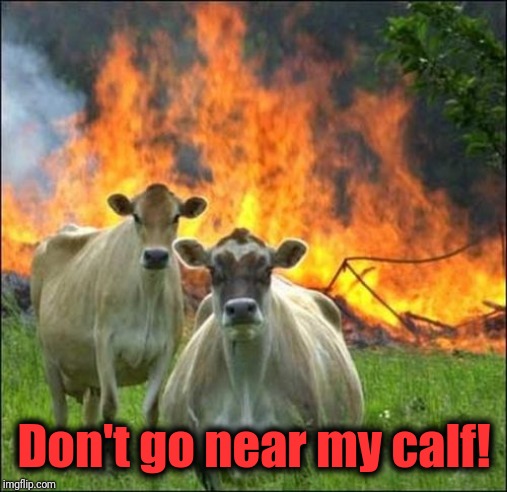 Evil Cows Meme | Don't go near my calf! | image tagged in memes,evil cows | made w/ Imgflip meme maker