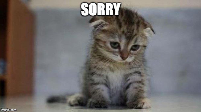 Sad kitten | SORRY | image tagged in sad kitten | made w/ Imgflip meme maker
