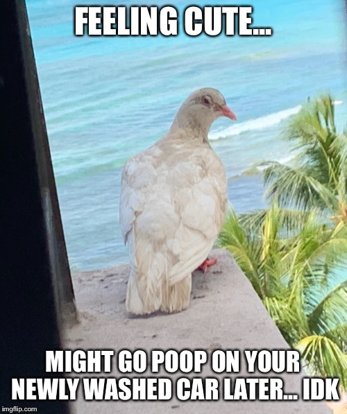 FEELING CUTE... MIGHT GO POOP ON YOUR NEWLY WASHED CAR LATER... IDK | image tagged in bird,bird poop,cute bird,hawaii,washed car,car | made w/ Imgflip meme maker