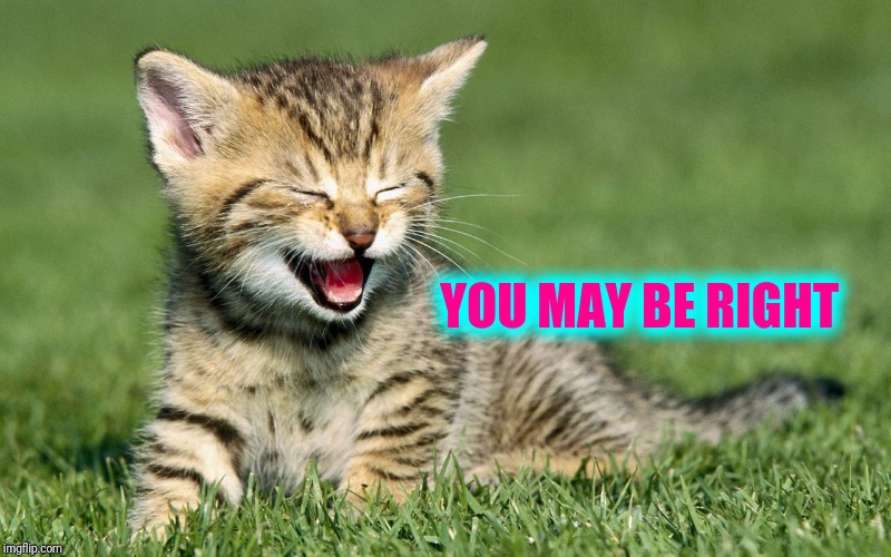 laughing cat | YOU MAY BE RIGHT | image tagged in laughing cat | made w/ Imgflip meme maker