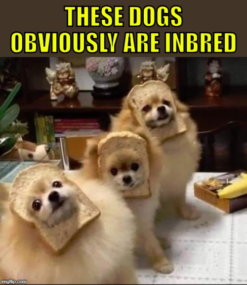 Get Your Puns Ready For "Pun Weekend" Starting 19th-21st. A Triumph_9 & Craziness_all_the_way event | THESE DOGS OBVIOUSLY ARE INBRED | image tagged in memes,pun weekend,dogs,animals,dog | made w/ Imgflip meme maker