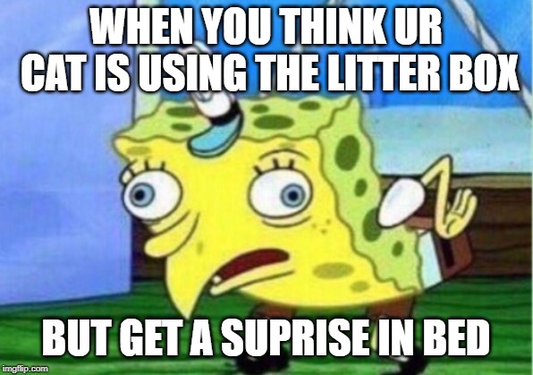 Mocking Spongebob Meme | WHEN YOU THINK UR CAT IS USING THE LITTER BOX; BUT GET A SUPRISE IN BED | image tagged in memes,mocking spongebob | made w/ Imgflip meme maker