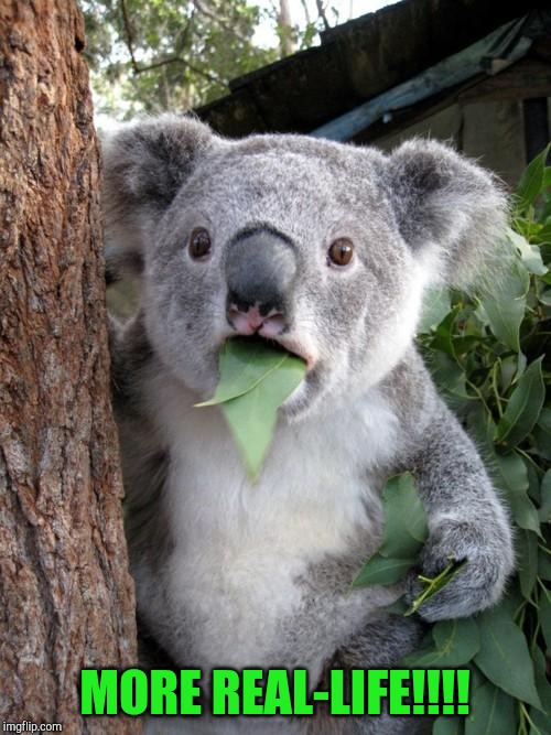Surprised Koala Meme | MORE REAL-LIFE!!!! | image tagged in memes,surprised koala | made w/ Imgflip meme maker