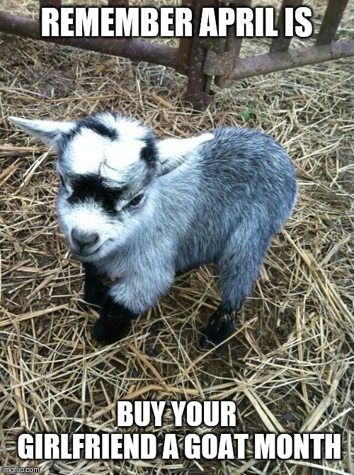 Baby goat | REMEMBER APRIL IS; BUY YOUR GIRLFRIEND A GOAT MONTH | image tagged in baby goat | made w/ Imgflip meme maker