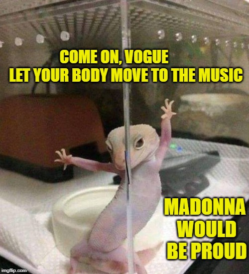 Come On, Vogue
Let Your Body Move to The Music...Madonna Would Be Proud | COME ON, VOGUE
       LET YOUR BODY MOVE TO THE MUSIC; MADONNA WOULD BE PROUD | image tagged in come on vogue let your body move to the music,madonna,gecko,gekko,bust a move | made w/ Imgflip meme maker