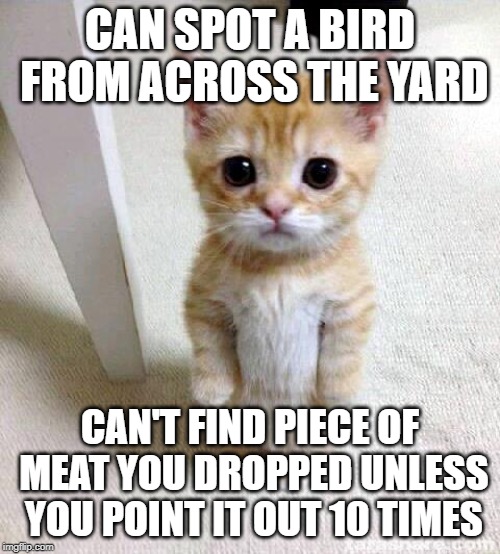 Cute Cat | CAN SPOT A BIRD FROM ACROSS THE YARD; CAN'T FIND PIECE OF MEAT YOU DROPPED UNLESS YOU POINT IT OUT 10 TIMES | image tagged in memes,cute cat | made w/ Imgflip meme maker