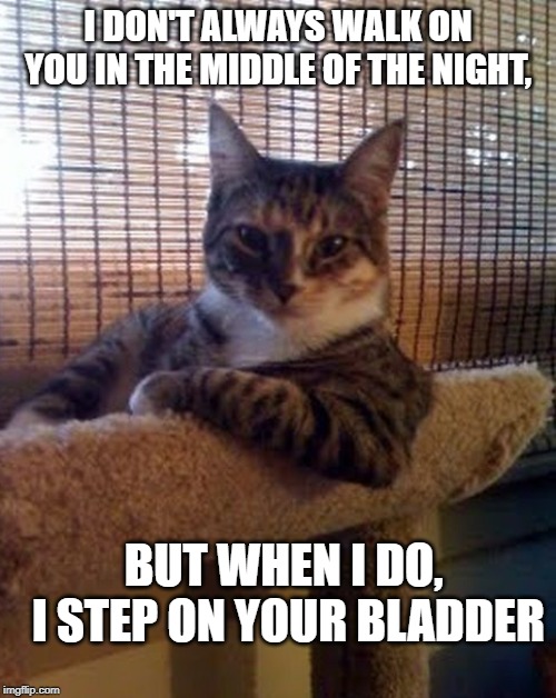 I DON'T ALWAYS WALK ON YOU IN THE MIDDLE OF THE NIGHT, BUT WHEN I DO, I STEP ON YOUR BLADDER | image tagged in cats | made w/ Imgflip meme maker