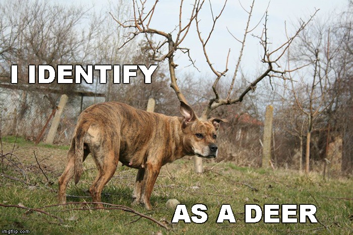Hound Dog? What is that supposed to mean? | I IDENTIFY AS A DEER | image tagged in memes,funny,photo bomb | made w/ Imgflip meme maker