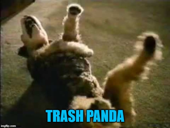 TRASH PANDA | made w/ Imgflip meme maker