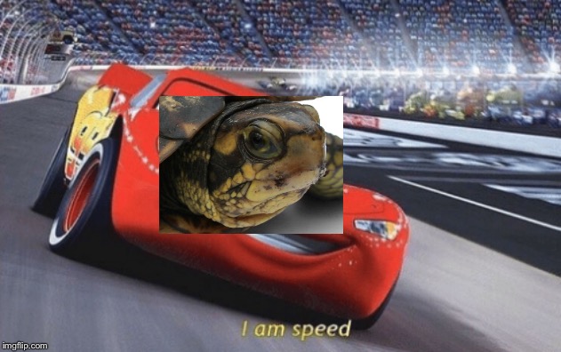 There is something wrong with my turtle | image tagged in i am speed,turtle,ironic | made w/ Imgflip meme maker