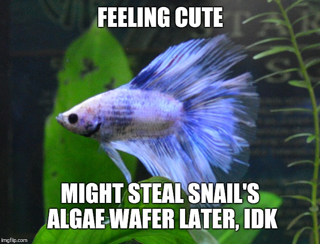 Angry Betta  | FEELING CUTE; MIGHT STEAL SNAIL'S ALGAE WAFER LATER, IDK | image tagged in angry betta | made w/ Imgflip meme maker