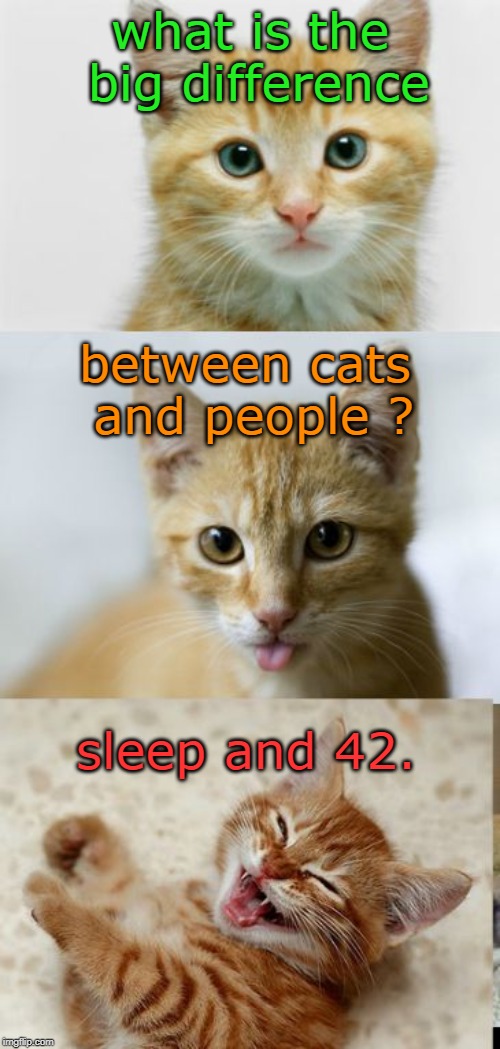 kittens and cats usually sleep so good, but people not so much ? | what is the big difference; between cats and people ? sleep and 42. | image tagged in bad pun cat,the answer,no sleep,oh dear,meme this | made w/ Imgflip meme maker