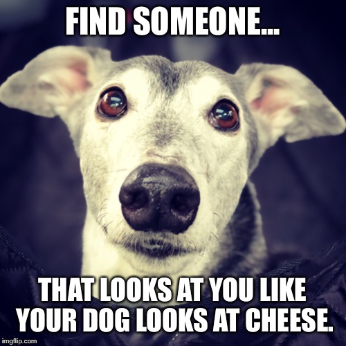 Find someone... | FIND SOMEONE... THAT LOOKS AT YOU LIKE YOUR DOG LOOKS AT CHEESE. | image tagged in find someone | made w/ Imgflip meme maker